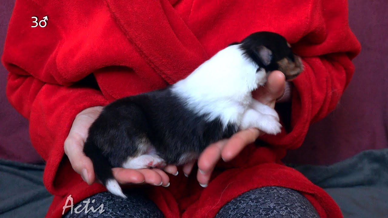 COLLIE rough puppy tricolour dog 03 (Queenie + Blunio) Owczarek Szkocki szczeniak pies tricolor