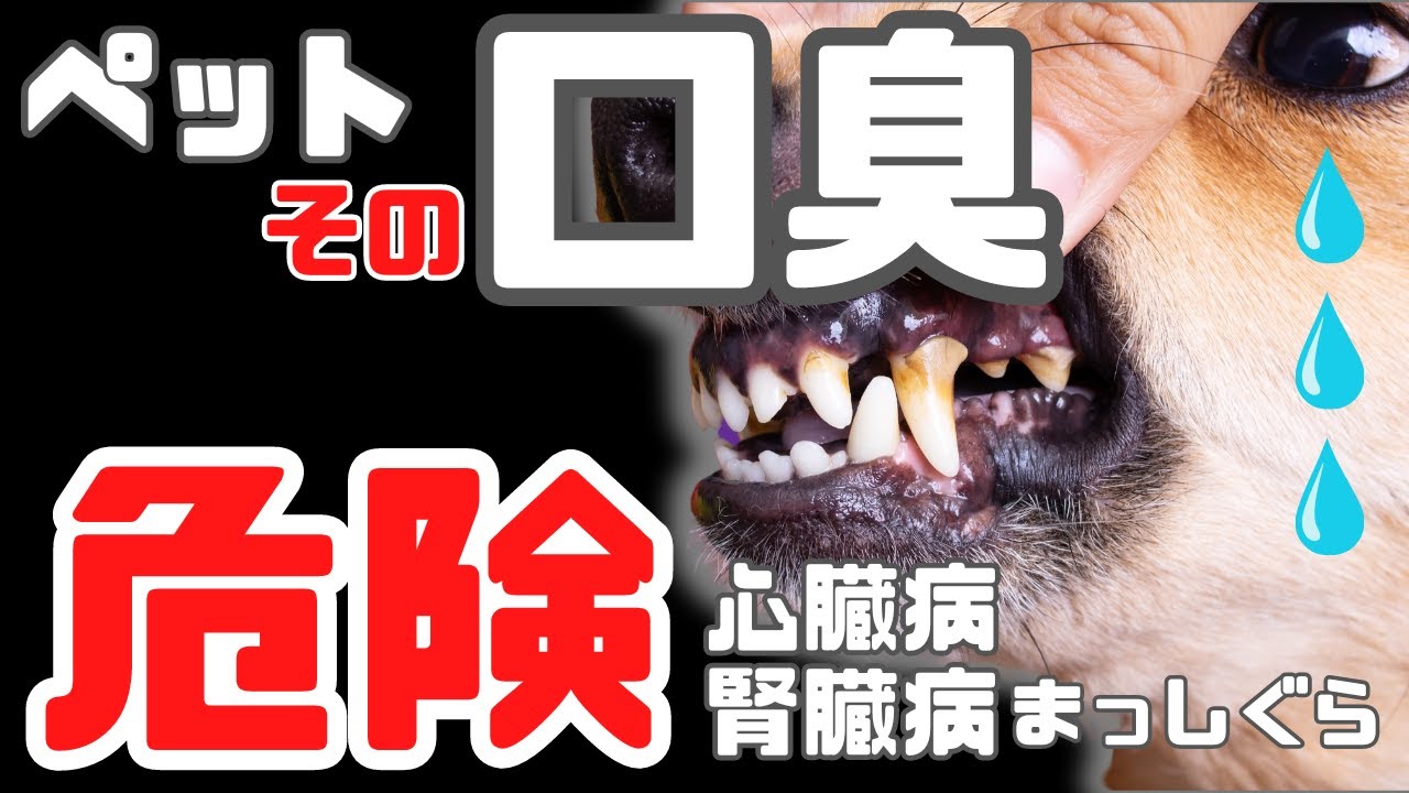 【ペットに異変！？】その口臭、危険！獣医師がおすすめするお口ケア！