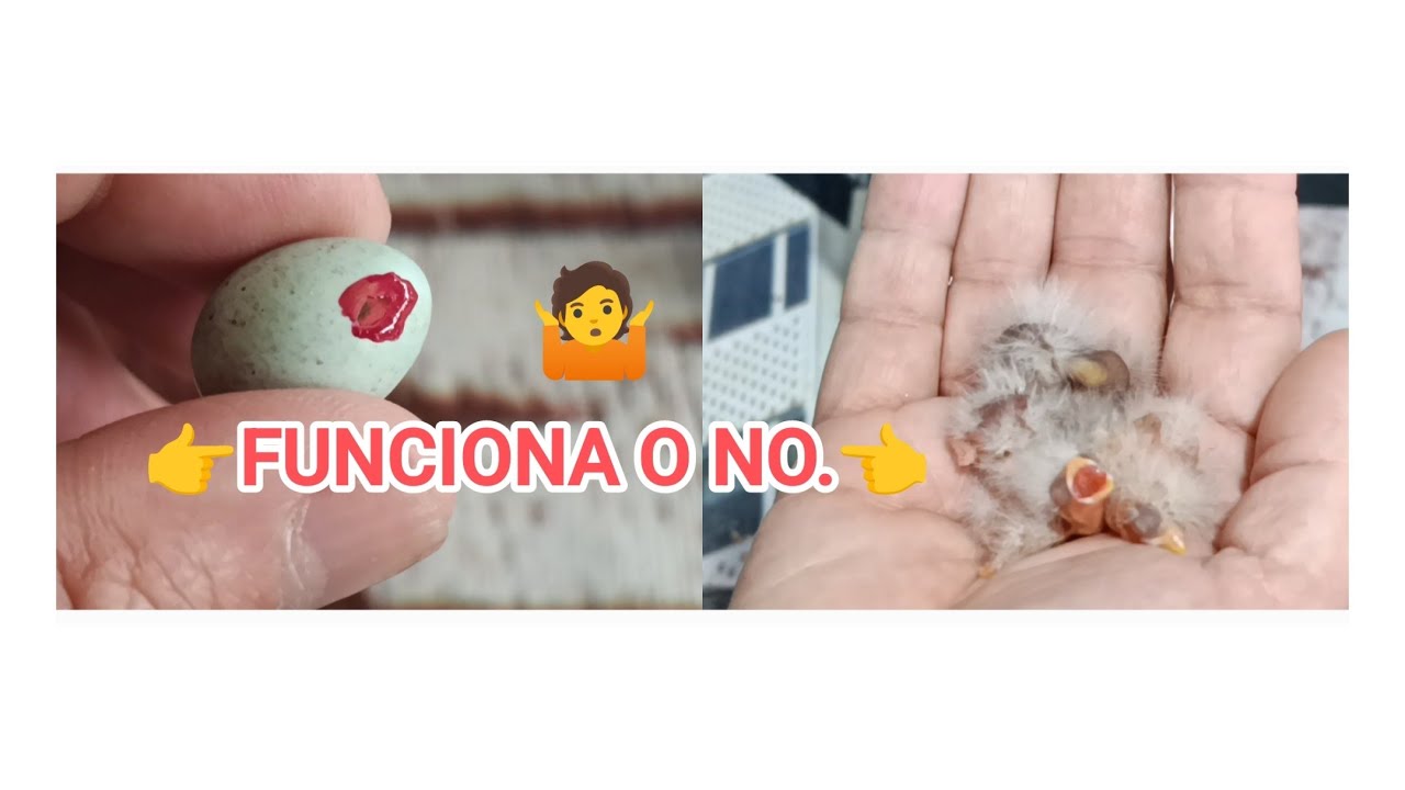 HUEVO ROTO + PINTA UÑAS= ?🤷