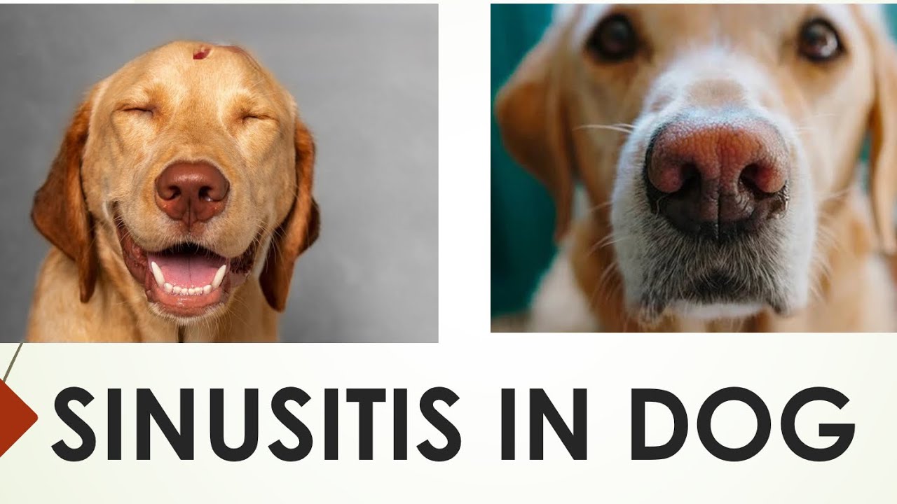 Sinusitis or Rhinosinusitis in Dogs  fully explained in Hindi : By Altaf Raja 