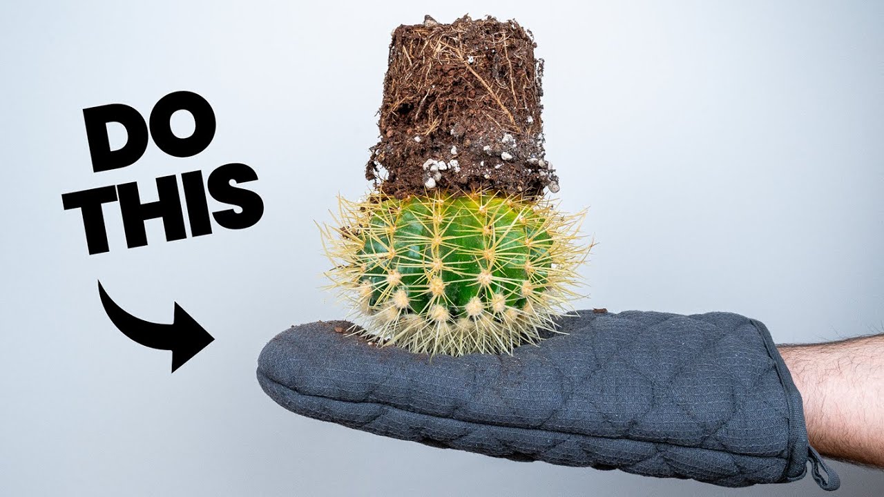 The Smart Way to Repot a Cactus