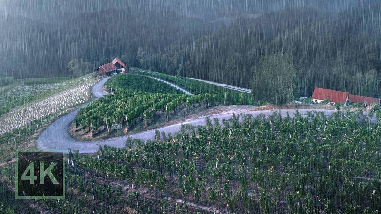 🌧 Успокаивающий дождь для сна в винограднике. 🍇 Шум дождя для хорошего ночного сна. 😴 Шум дождя 🌿.