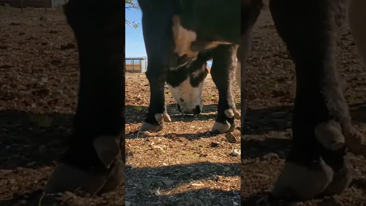 Feed your livestock without lifting a finger  #permaculture #homesteading #cows   #selfreliance