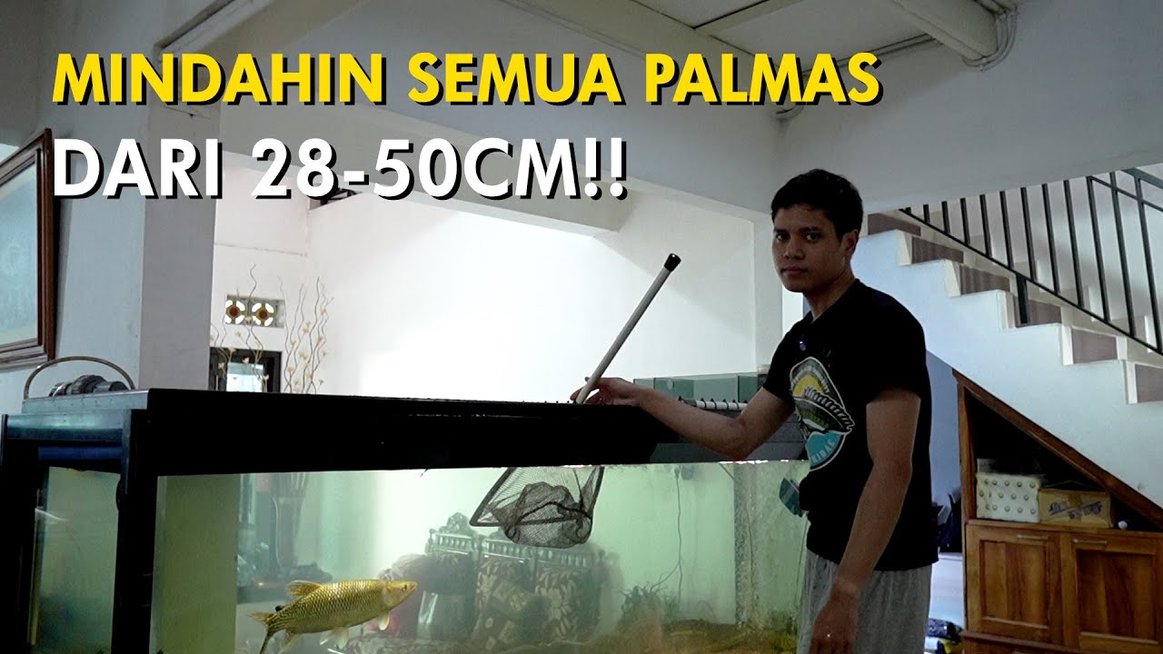 Mindahin Semua Palmas + Pisahin Jantan & Betina