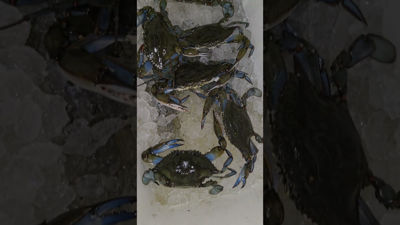 walking the Wall catching  blue crab total count. 