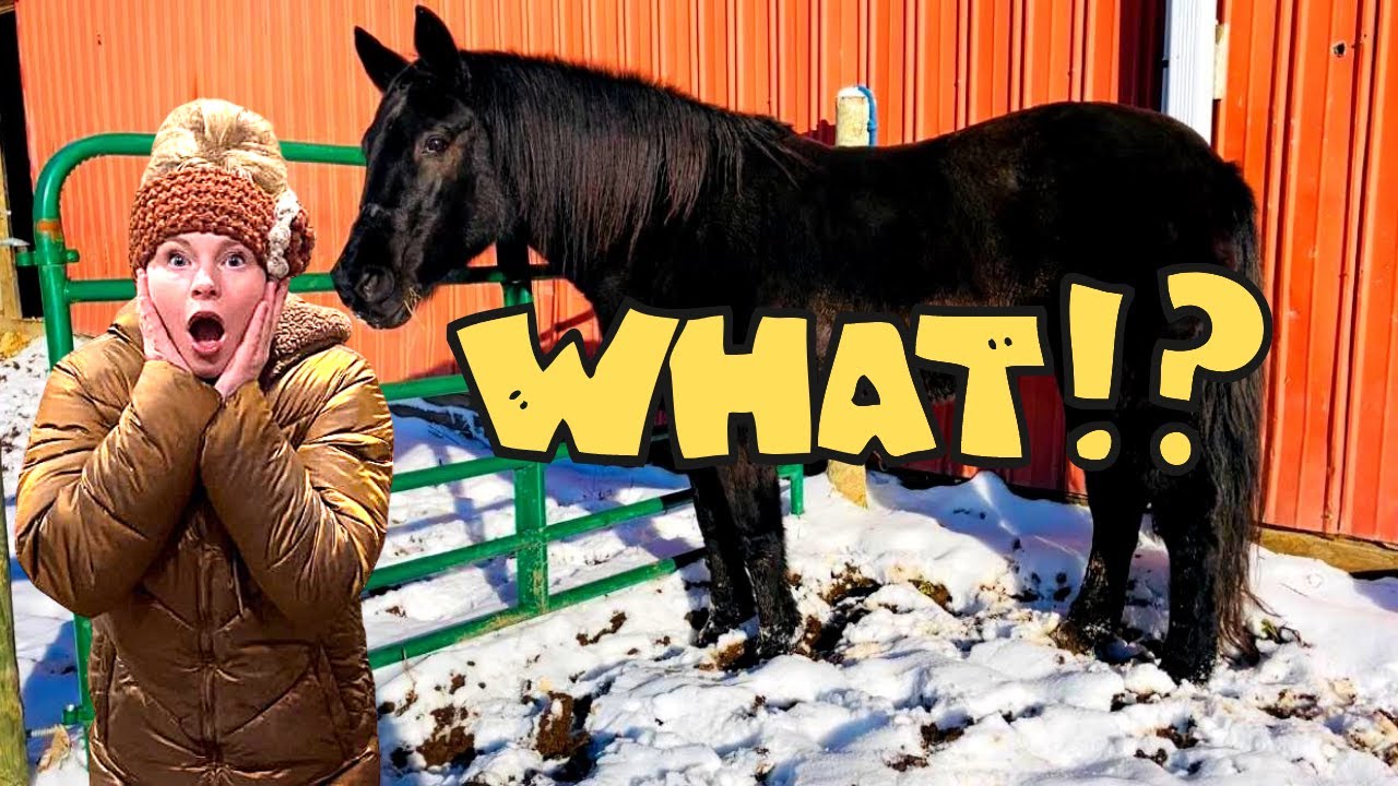 WE DISCOVERED SOMETHING MAJOR WITH MY NEW HORSE.....|I can’t believe what we found out…..
