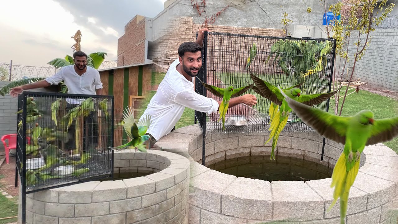 Sab Green Parrots Ko Azad Kr Diya😍