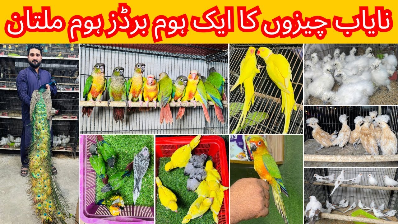 Multan Birds Market Rashadabad Birds Home Shop Latest Update 28 April 2025 |Birds market Pakistan|