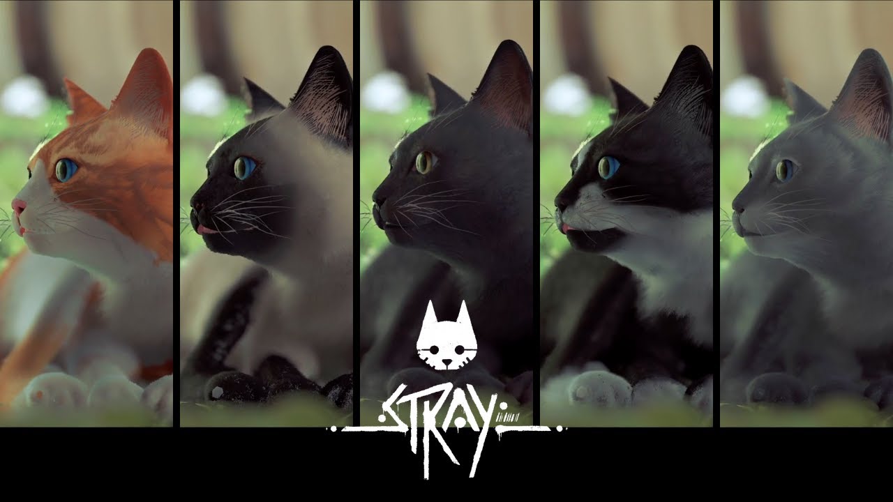 5 Types of Cats MOD | STRAY