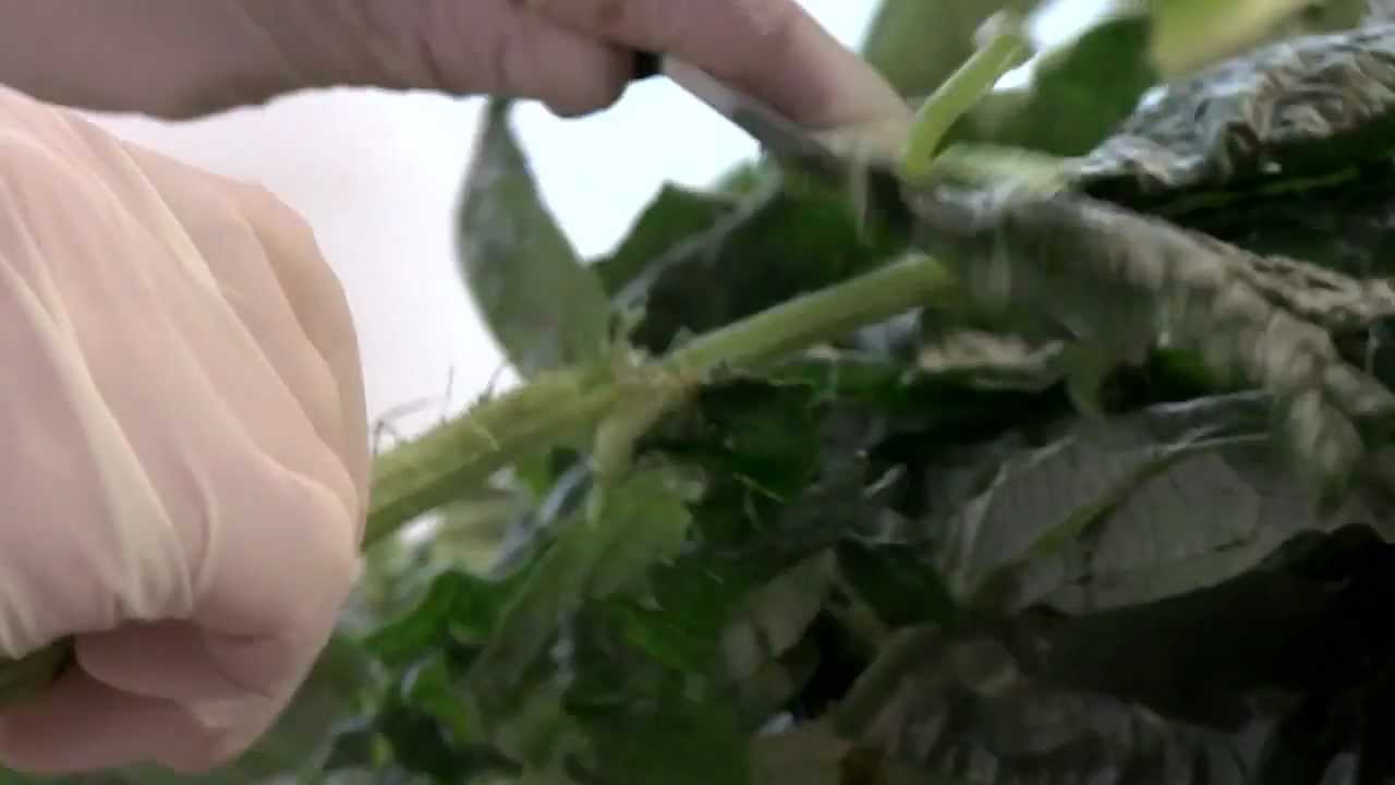 FOGLIE DI CARCIOFO GRATINATE di Siamodonne.it