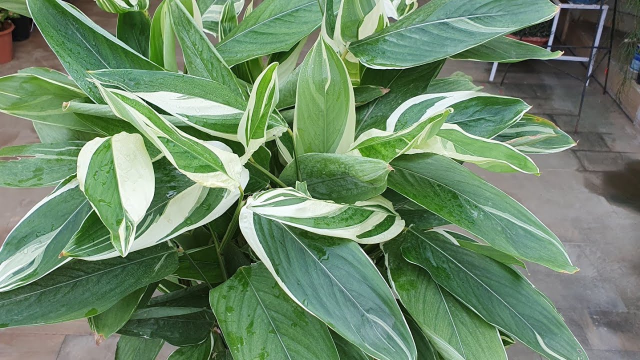 Variegated Arrowroot - Propagation//1 year update- Dormancy to lush green plant in Summers