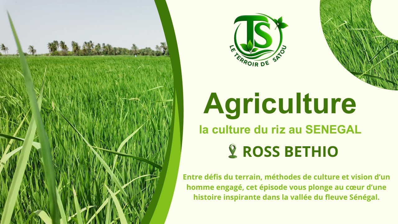 “La face cachée de la culture du riz au Sénégal : le témoignage de M. Diarra”