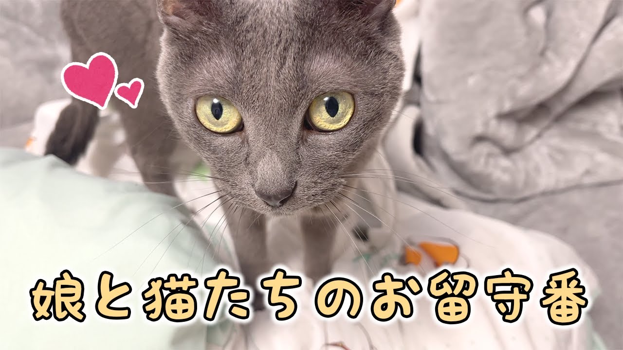 娘と猫たちでお留守番の日！