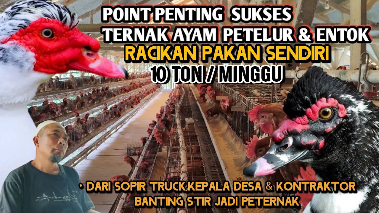 2000 EKOR AYAM PETELUR & 200 ENTOK JUMBO BLITAR INI FAKTA KENDALANYA