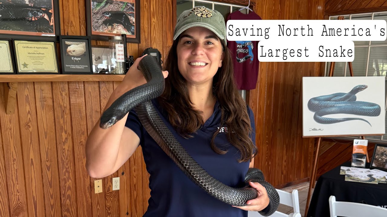 Behind the Scenes: Indigo Snake Conservation at the Orianne Center