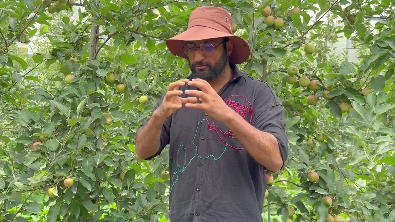 How to increase fruit size at this stage? Let’s break down the science behind size issue in Apples.