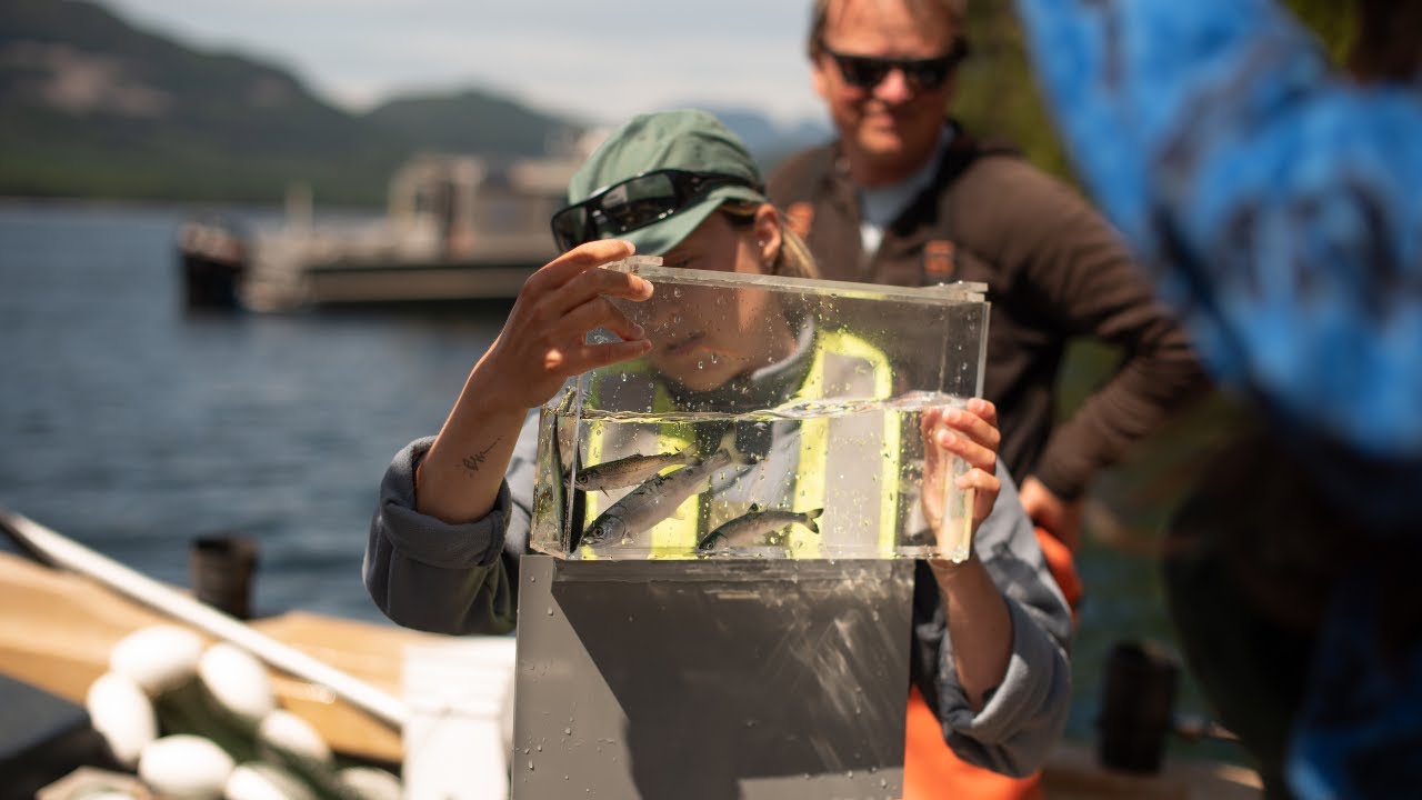 Monitoring decommissioned salmon farms in the Discovery Islands