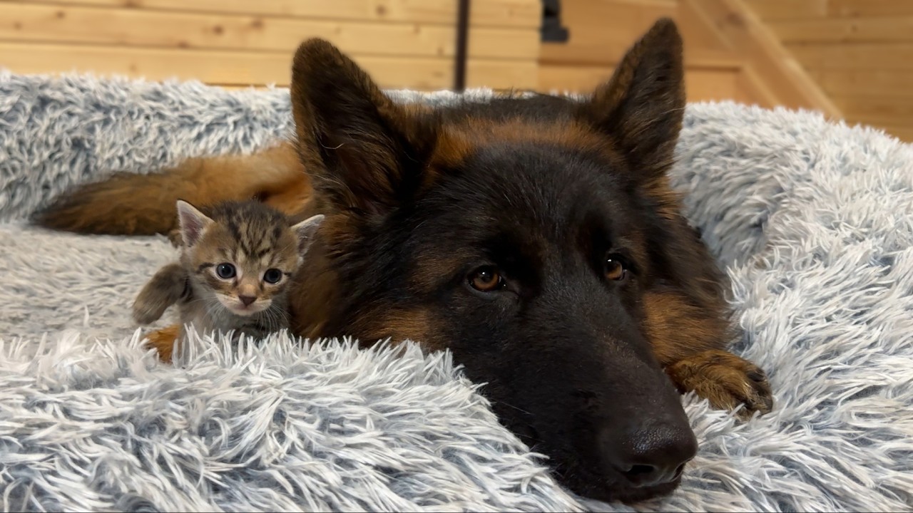 Watch This Foster Kitten and German Shepherd Become Best Friends!