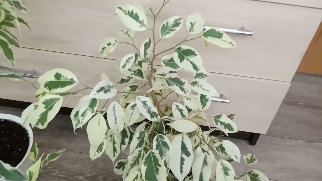 Комнатные Растения. Белоснежные Фикусы Де Гантель.