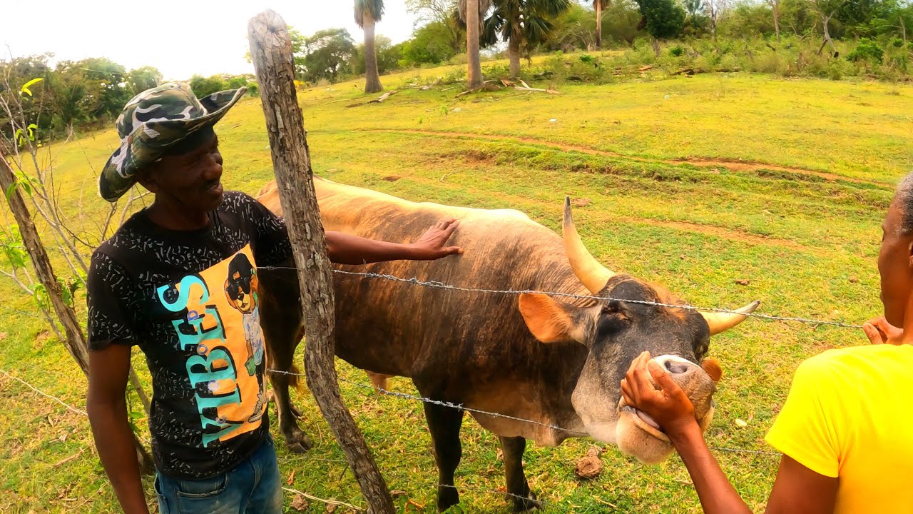 A Day In Life Jamaican Farmer | Farm Tour