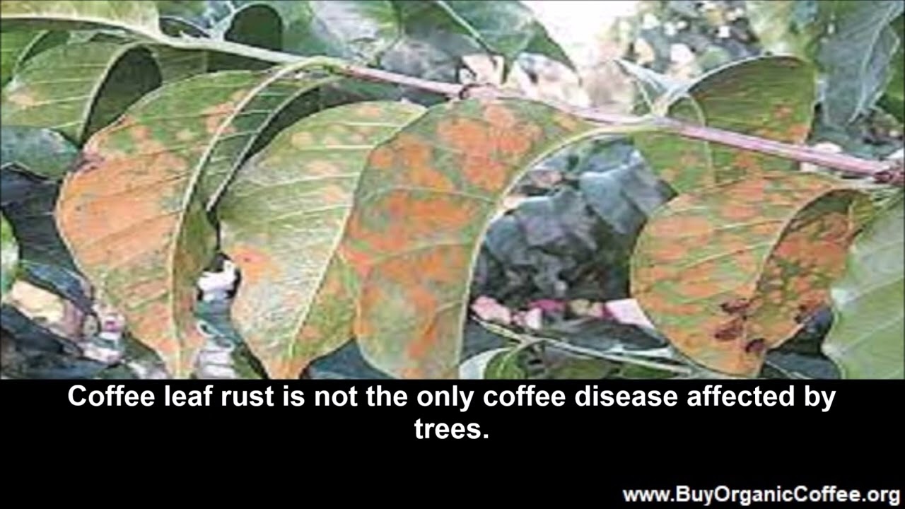 Tree Canopy Cover and Coffee Leaf Rust