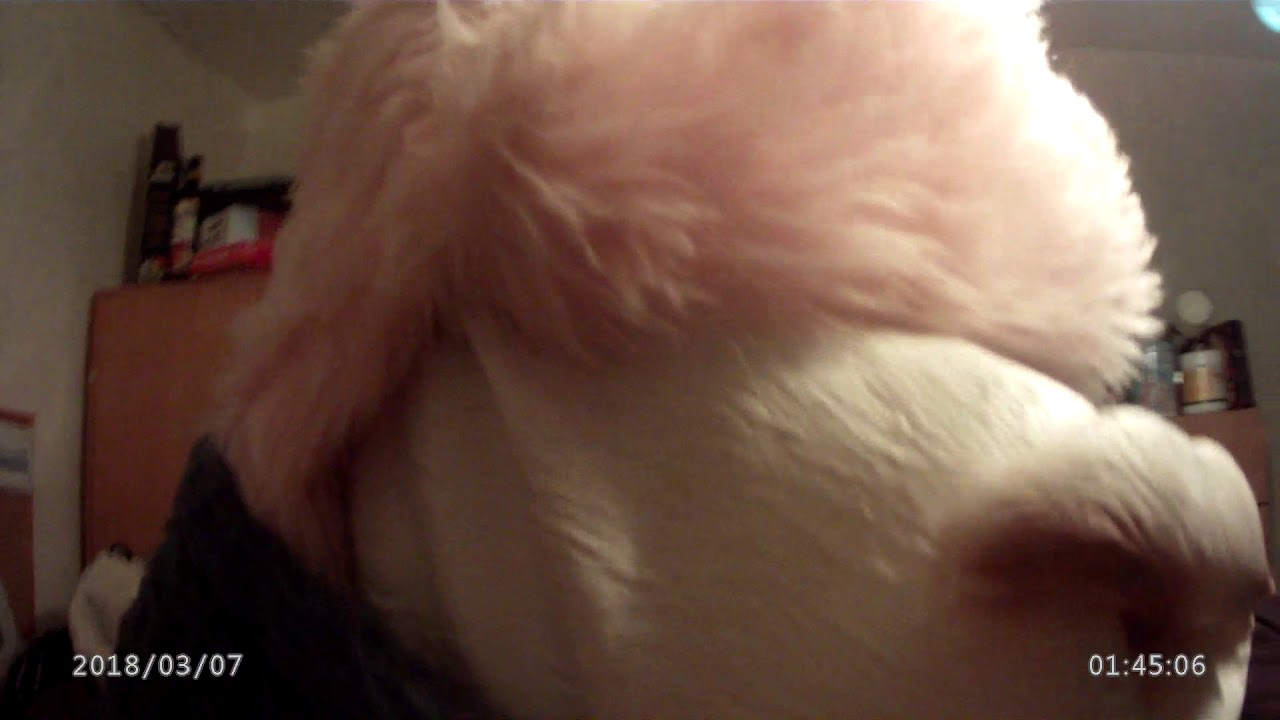 fur fetish