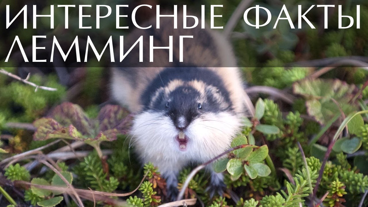 Лемминг - интересные факты