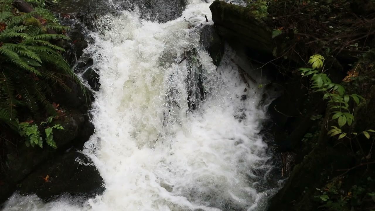 The Leaping Salmon of Suter Creek