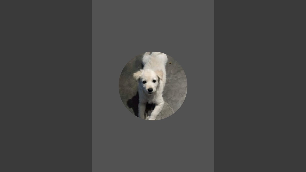 Kitty the cute Dog is live!