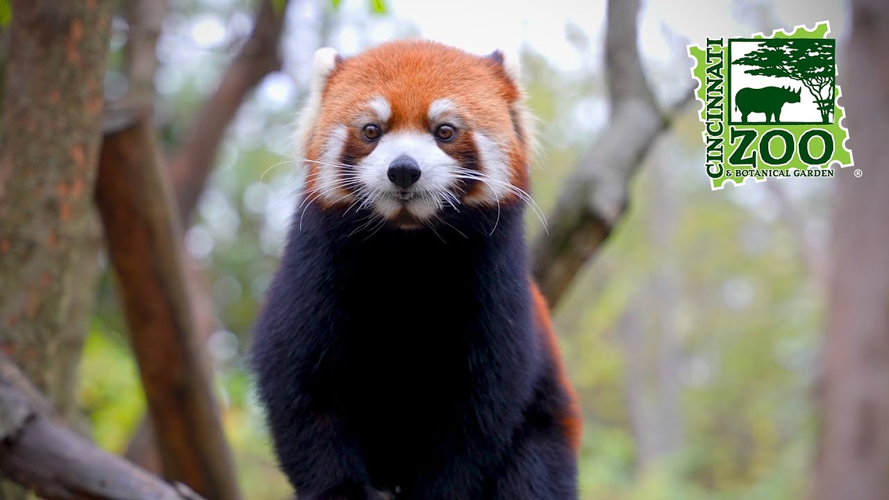 Why Are Red Pandas Cute?