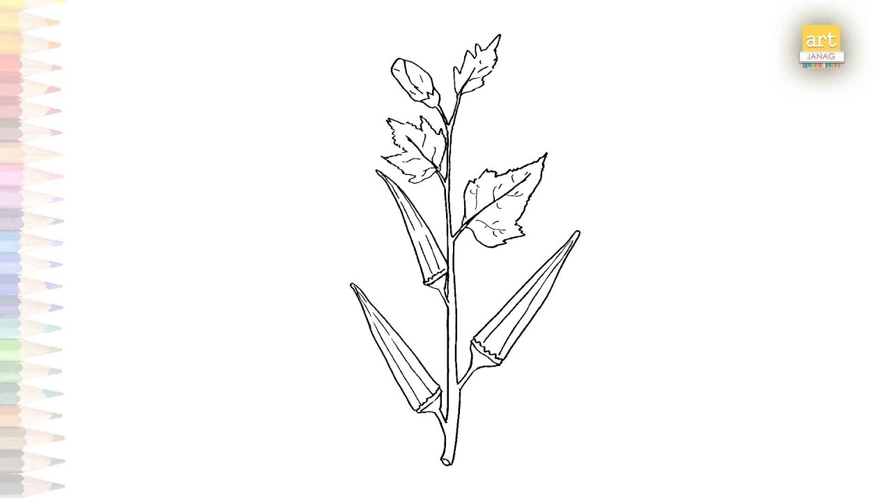 Okra plant drawing easy | Vegetable drawing tutorial | How to draw A Okra step by step | #artjanag