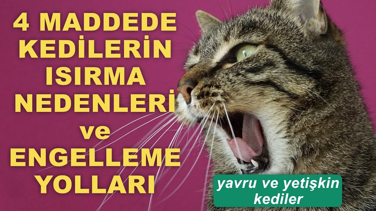 Kediler Neden Isırır? - Kedilerin Isırmasını Engellemenin Yolları