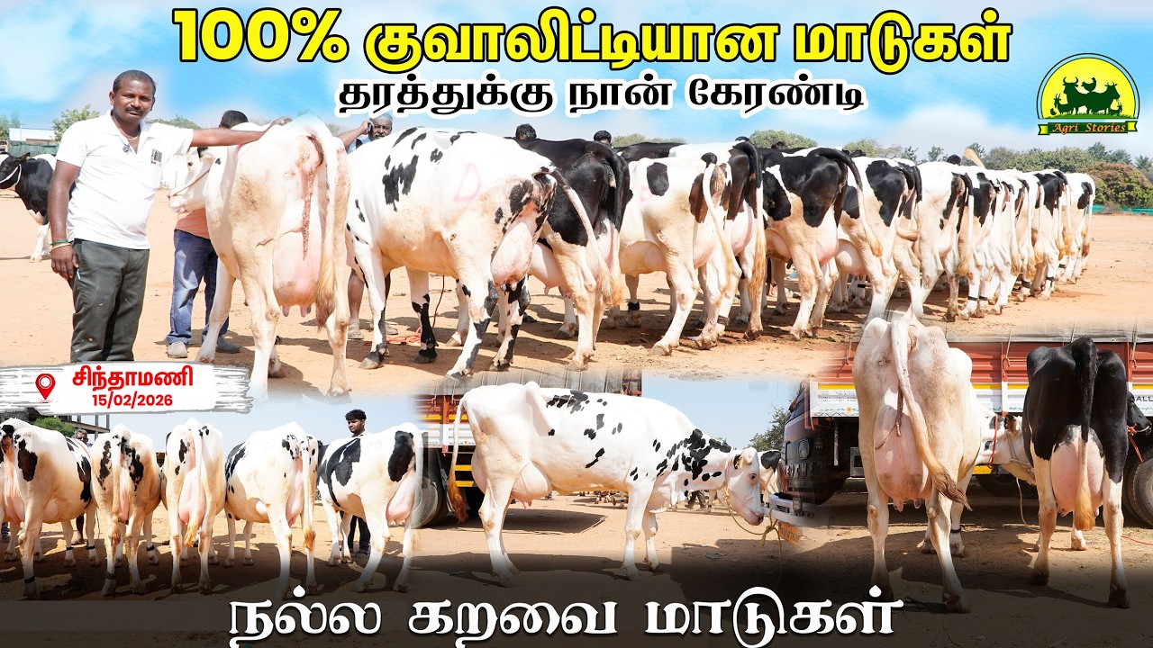 Marketல Top Quality மாடுகள் எடுத்தாச்சு🔥 20 Litres Milk Guaranteed?
