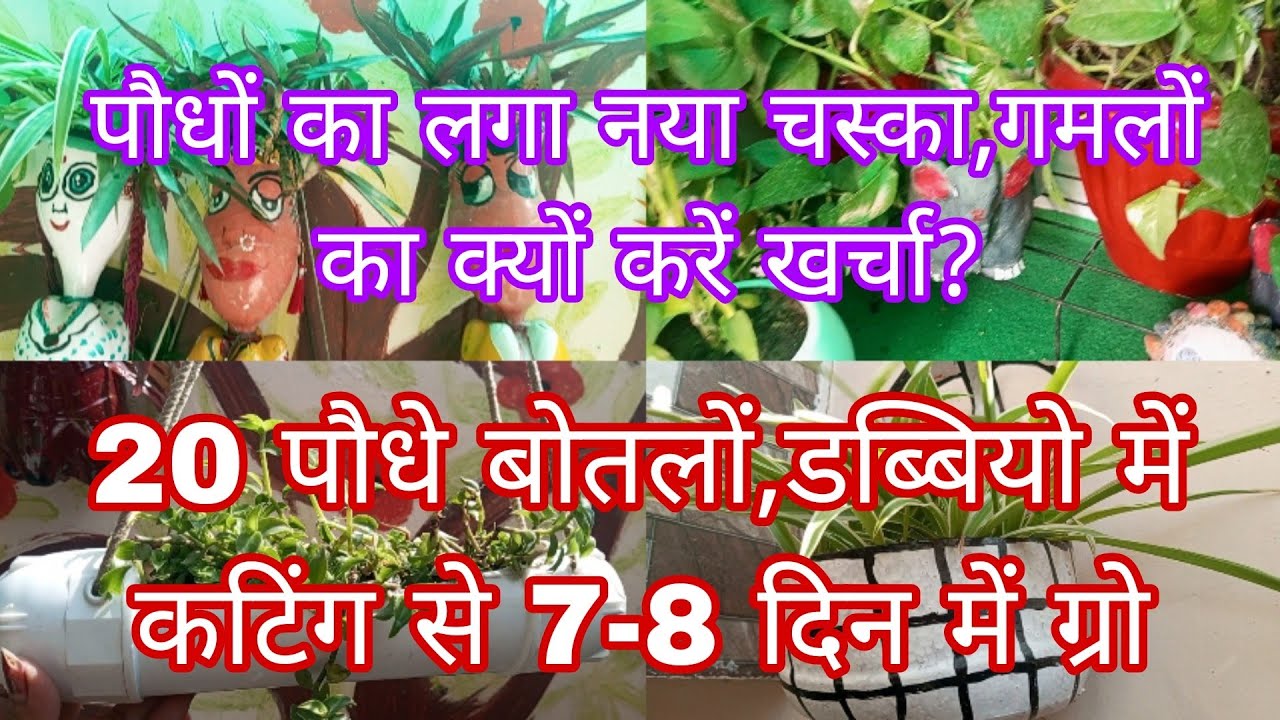 पौधों का लगा नया चस्का,गमलों का क्यों करें खर्चा?20 पौधे बोतलों,डॅबियो में कटिंग से 7-8 दिन में ग्रो