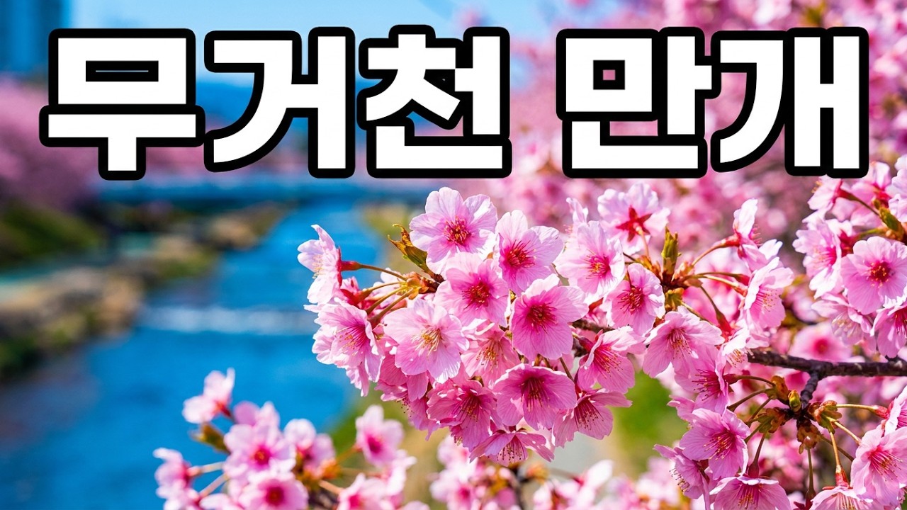 울산무거천 벚꽃2025 4 3