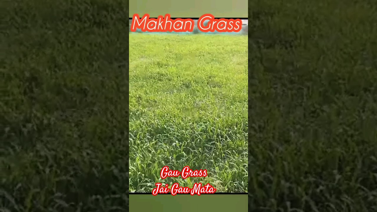 Gau Grass
