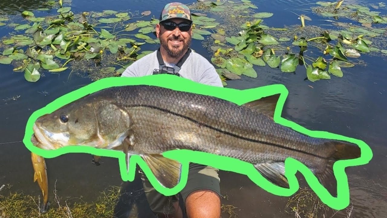 Huge Freshwater Snook in a Tiny Canal!!!