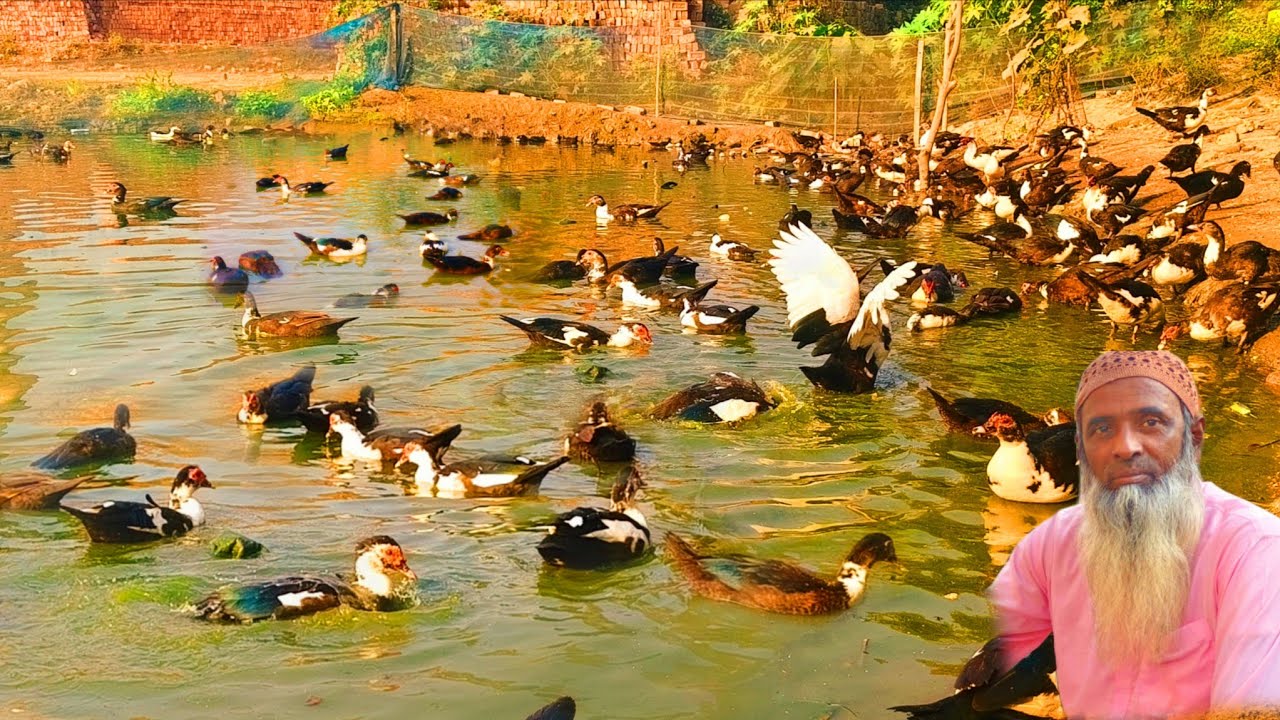 দুই মাস পালন করে দ্বিগুণ লাভ চীনা হাঁসে। Chinese duck Farming video.