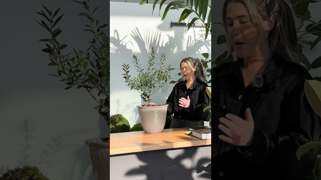 Can you grow an olive tree indoor? #houseplants #indoorplants #olivetree