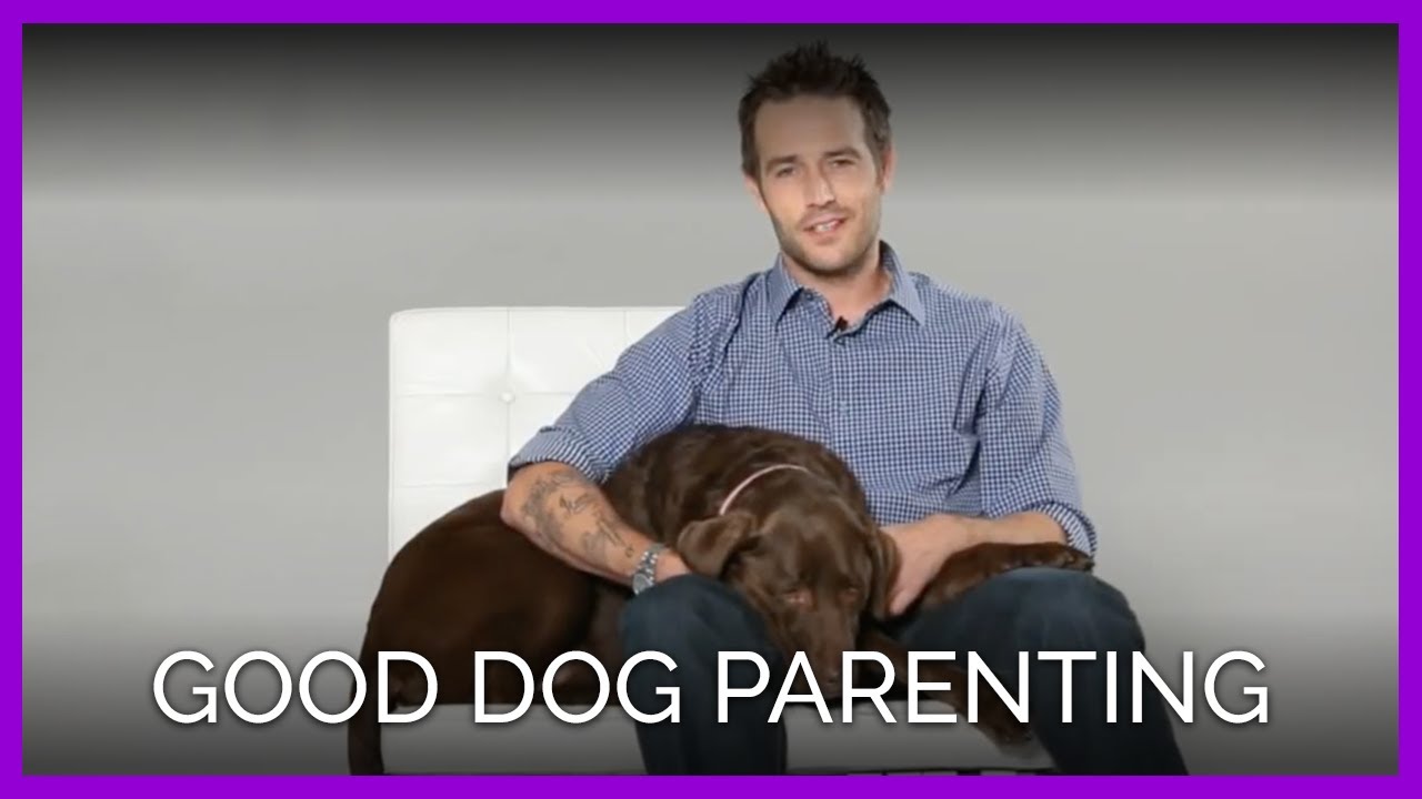 Michael Vartan Good Dog Parenting TV Ad