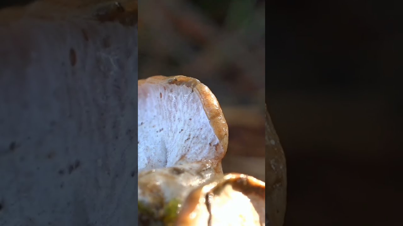 N&iacute;scalo infectado por un hongo que le come las l&aacute;minas 🍄  #Niscalo #Setas #shorts 🍄