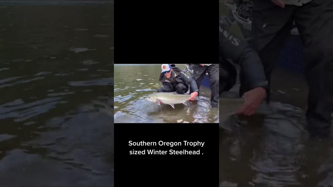 Trophy class winter Steelhead for our lucky client and friend . 