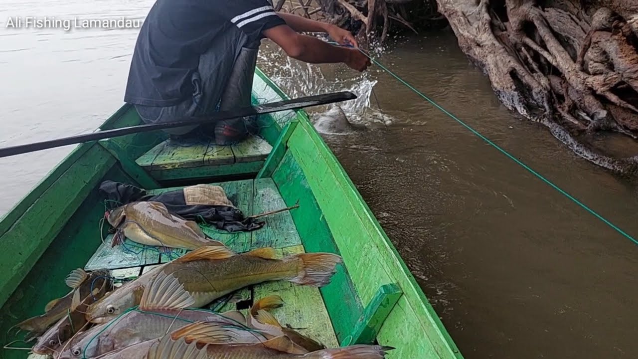 Ternyata di bawah pohon tumbang ini ada ikan baung babon nya