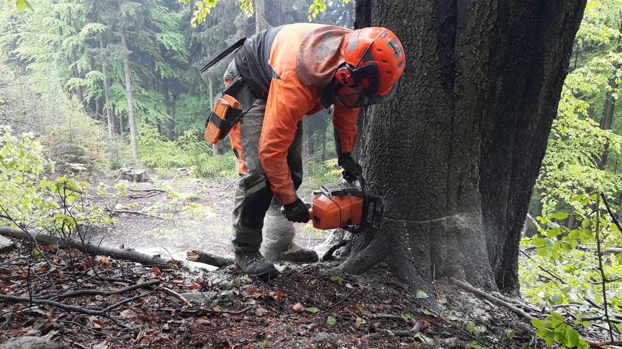 Working in forest- felling big🌳