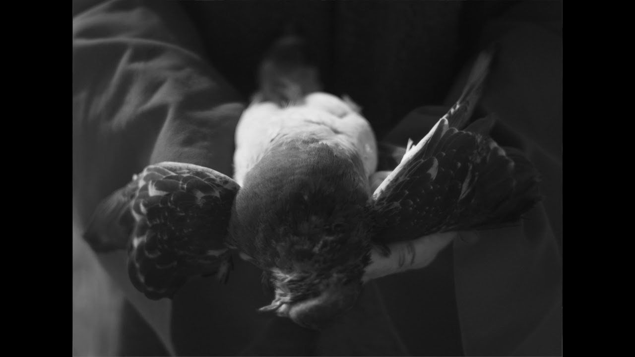 AMENRA 
