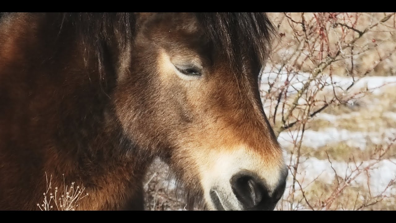 NERUŠIT ! SPÍME ! EXMOORSKÝ PONY PŘI ODPOLEDNÍ SIESTĚ   DJI Pocket 2 Panasonic HC-VXF11