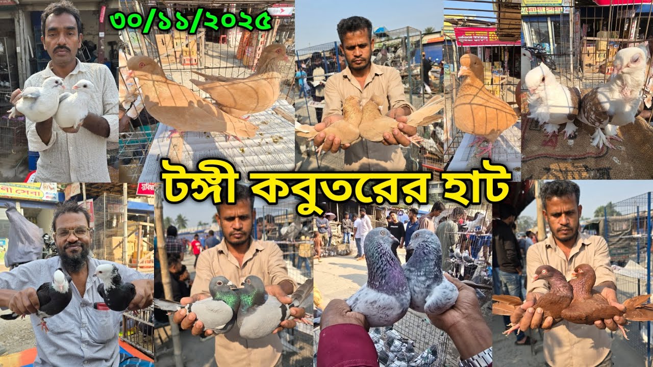 ৩০/১১/২০২৫ টঙ্গী কবুতরের হাট | Tongi kobutor hat 2025 | Biggest Pigeon Market in Bangladesh 2025