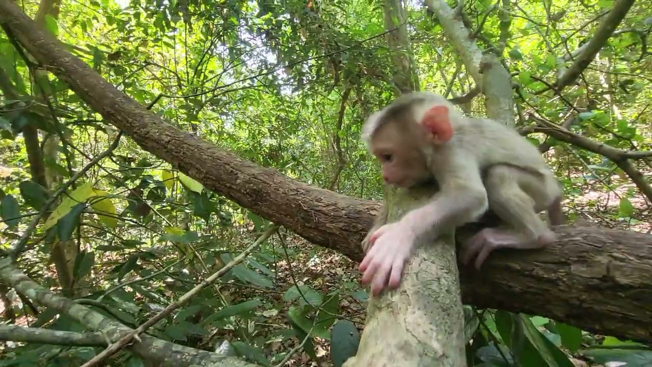 Adorable Baby Monkey Levy's Cutest Moments While Mom Trains in the Tree! 😍🐒💖✨