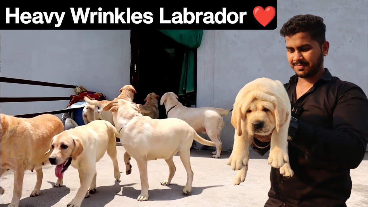 Shauk ke Saath Dog Breeding Business | English Labrador | Labrador Retriever