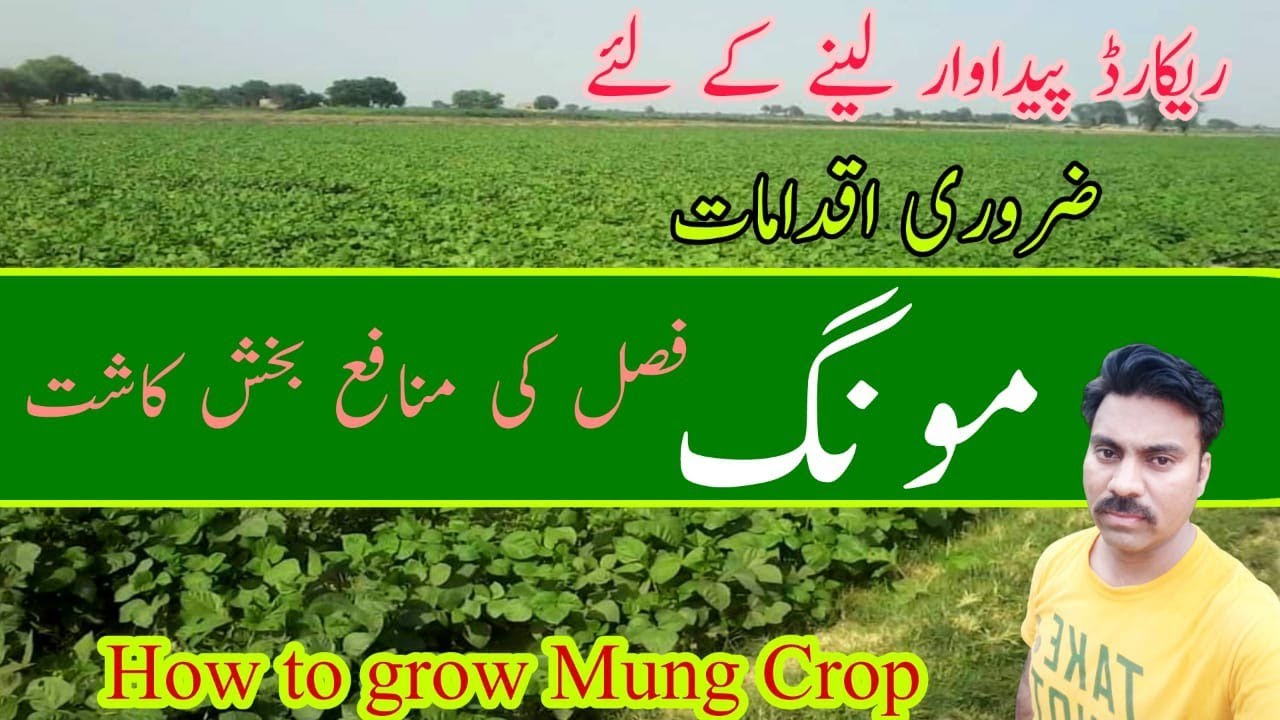 How to grow Mung Beans crop successfully in Pakistan |Mung Production Technology | Abid Ali Agrarian